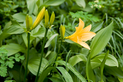 Hemerocallis dumortieri