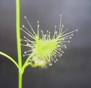 Sundew