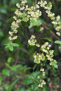 Mountain Pepper