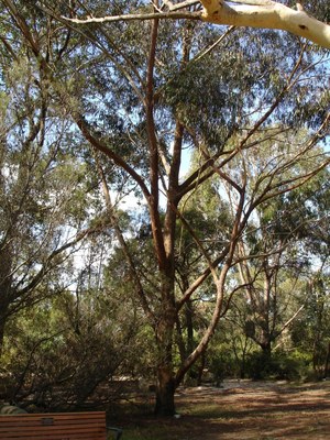 Eucalyptus piperita