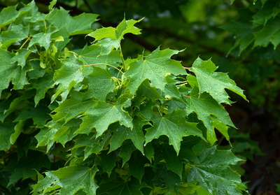 Acer platanoides