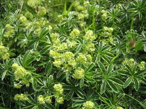 Alpine Lady's Mantle