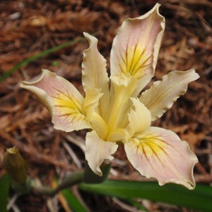 Purdy's Iris