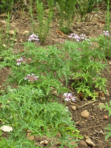 Rasp-leaf pelargonium