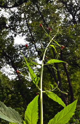 Scrophularia marilandica