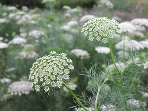 Visnaga Khella Bishop's Weed