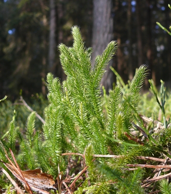 Lycopodium clavatum