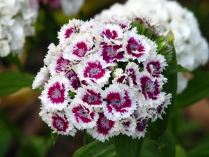 Sweet William