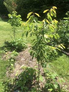 Persimmon guild. Planted two, 2 year old seedling persimmons last year. 

This year they’re really filling out. 

Underplanted with a mix of annual herbs, greens and flowers, and supplemented with lupines, bloody dock, thyme, with two currants in between.