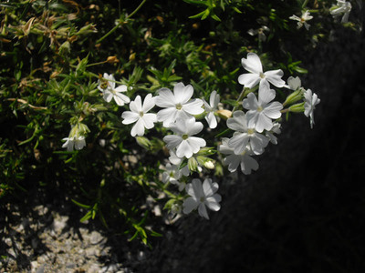 Phlox nivalis