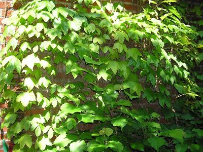 Parthenocissus tricuspidata