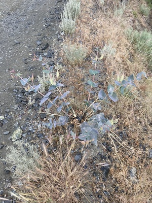 Cordifolia near Reno Nevada