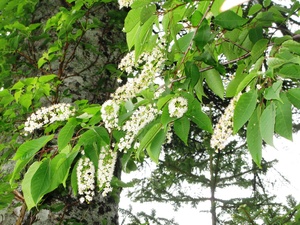 Japanese Bird Cherry