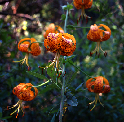 Lilium pardalinum