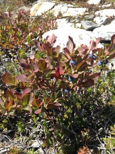 Alpine Blueberry