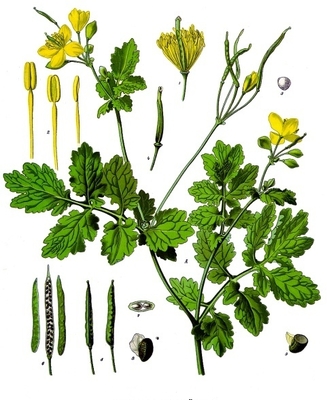 Chelidonium majus