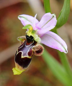 Woodcock Orchid