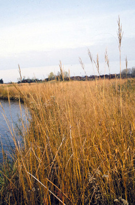 Spartina pectinata