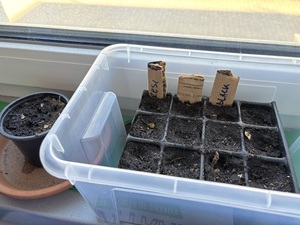 My humble garden this year.

6x Black Rebel tomato

3x Matina Tomato

3x Resibella Tomato

1x Pink Banana Squash