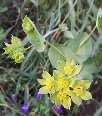 Bupleurum rotundifolium