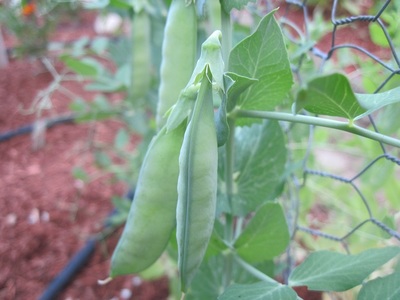Pea Pods (Pisum sativum), cultivar 'Burpeeana Early', ready for picking in Mason, New Hampshire.