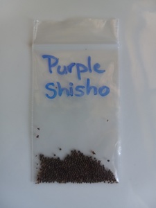 Purple leaf Shisho 100 seeds