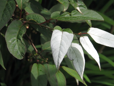 Actinidia tetramera