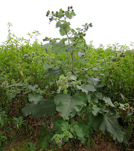 Great Burdock