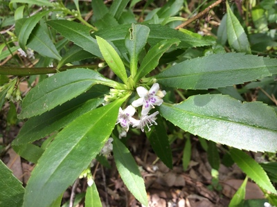 Myoporum tetrandrum