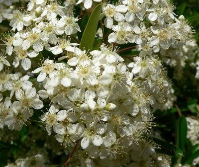 Pyracantha koidzumii