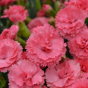 Dianthus 'Classic Coral'