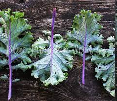 Red Russian Kale