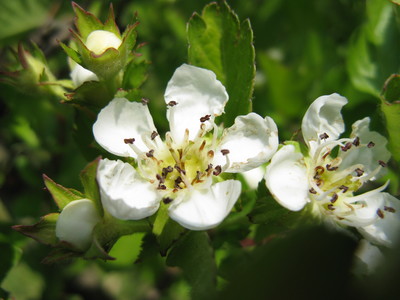 Crataegus cuneata