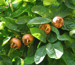 Medlar