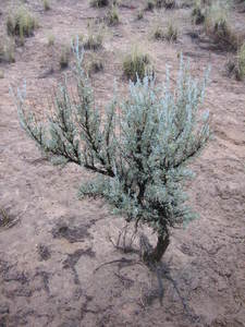 Sage Brush