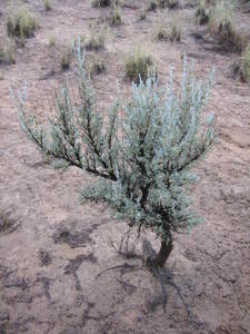 Sage Brush