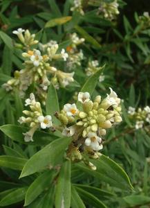 Flax-Leaved Daphne