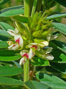 Roundhead Lespedeza