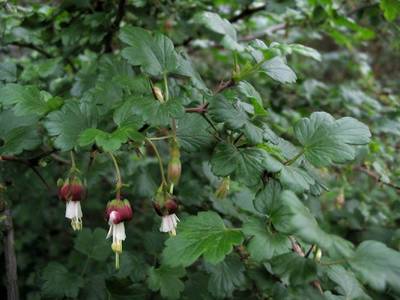 Ribes californicum