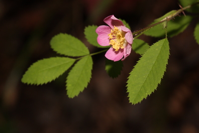 Rosa gymnocarpa