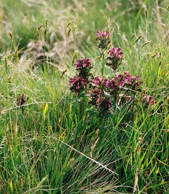 Pedicularis sudetica