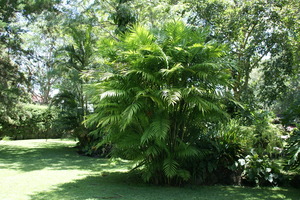 Pacaya Palm