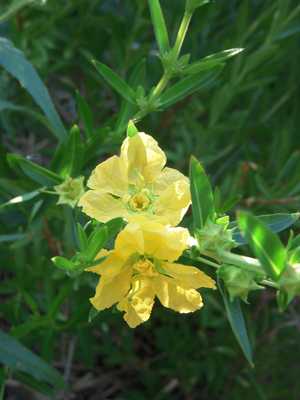 Heimia salicifolia