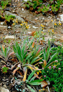 Hieracium albertinum