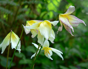 Mt St Helena Fawm Lily