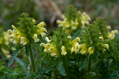 Pedicularis canadensis