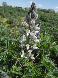 Lupinus