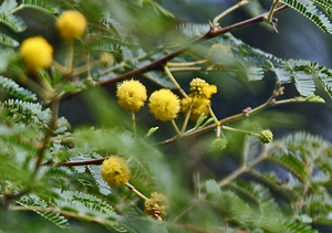 Gum Arabic Tree