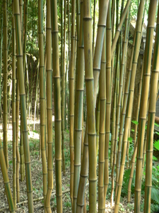 Yellow-Groove Bamboo