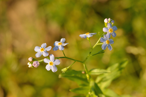 Water Forget-Me-Not